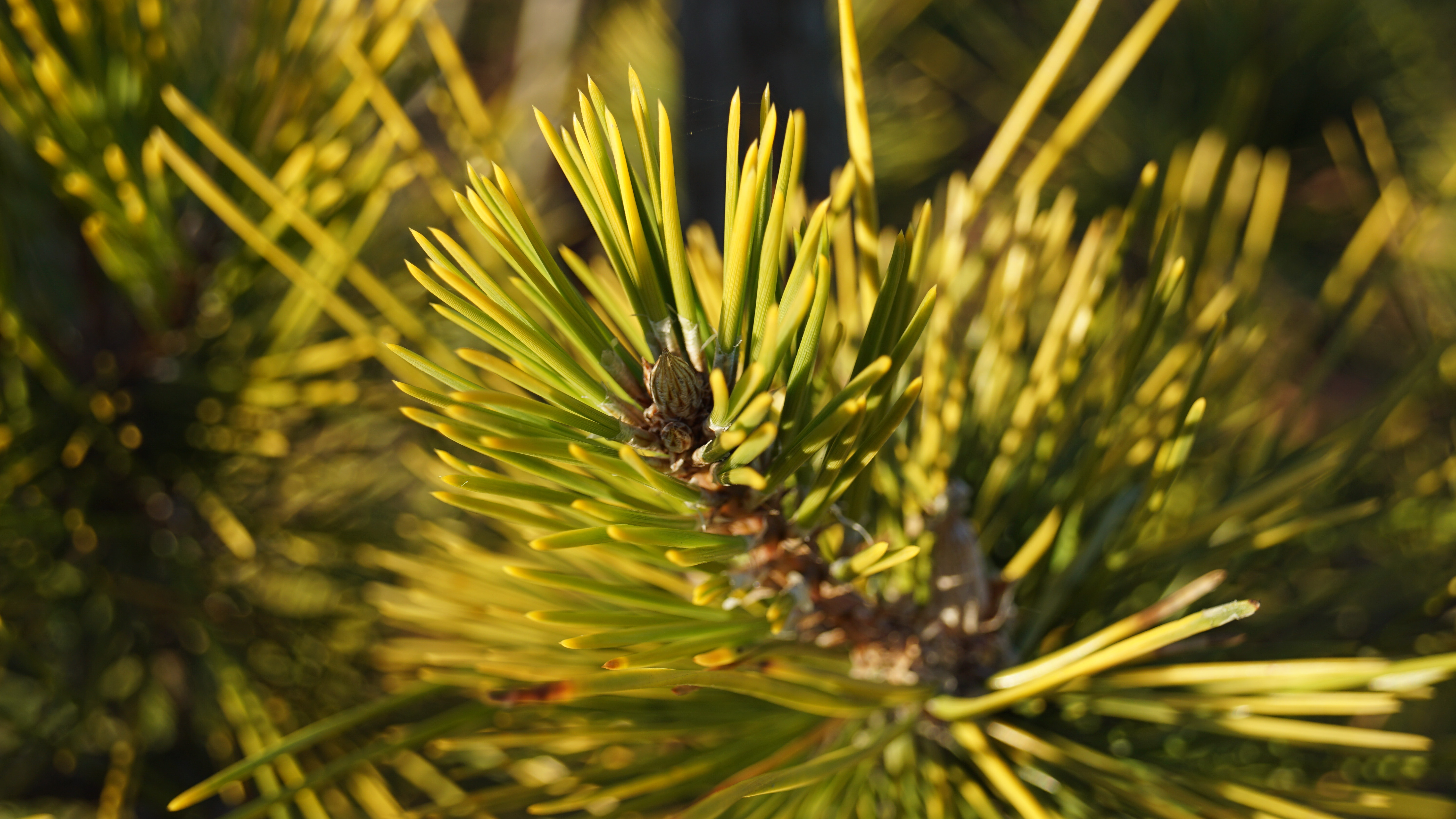 Pinus thunbergii 'Ogon' (6)